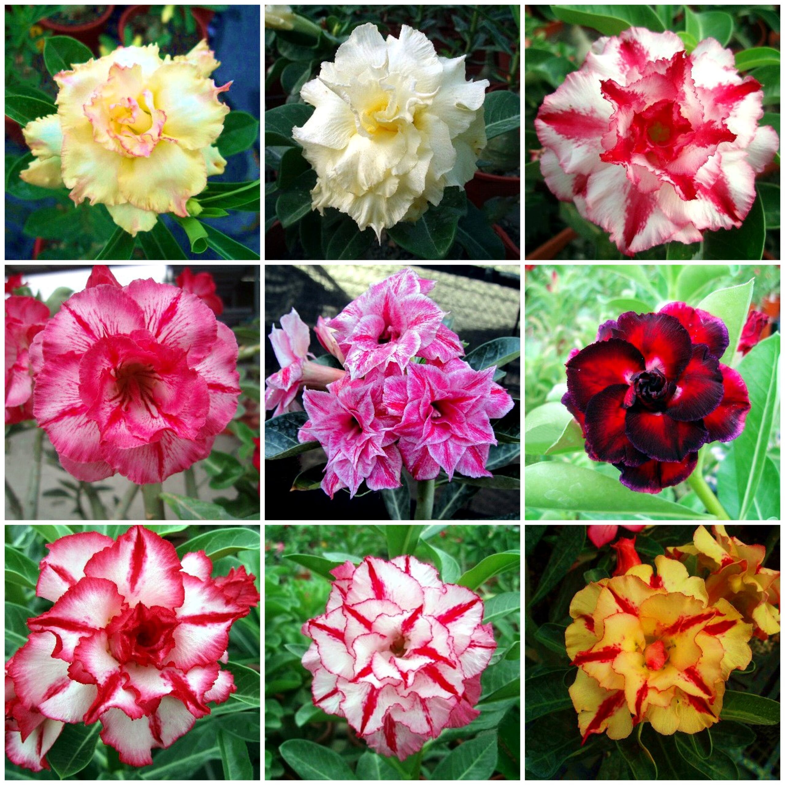 Adenium Obesum Desert Rose Bulb – Desert Rose Flower Bulb Plant Saplings for Garden Planting Set G, 1 Bulb Pack
