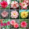 Adenium Obesum Desert Rose Bulb – Desert Rose Flower Bulb Plant Saplings for Garden Planting Set D, 1 Bulb Pack