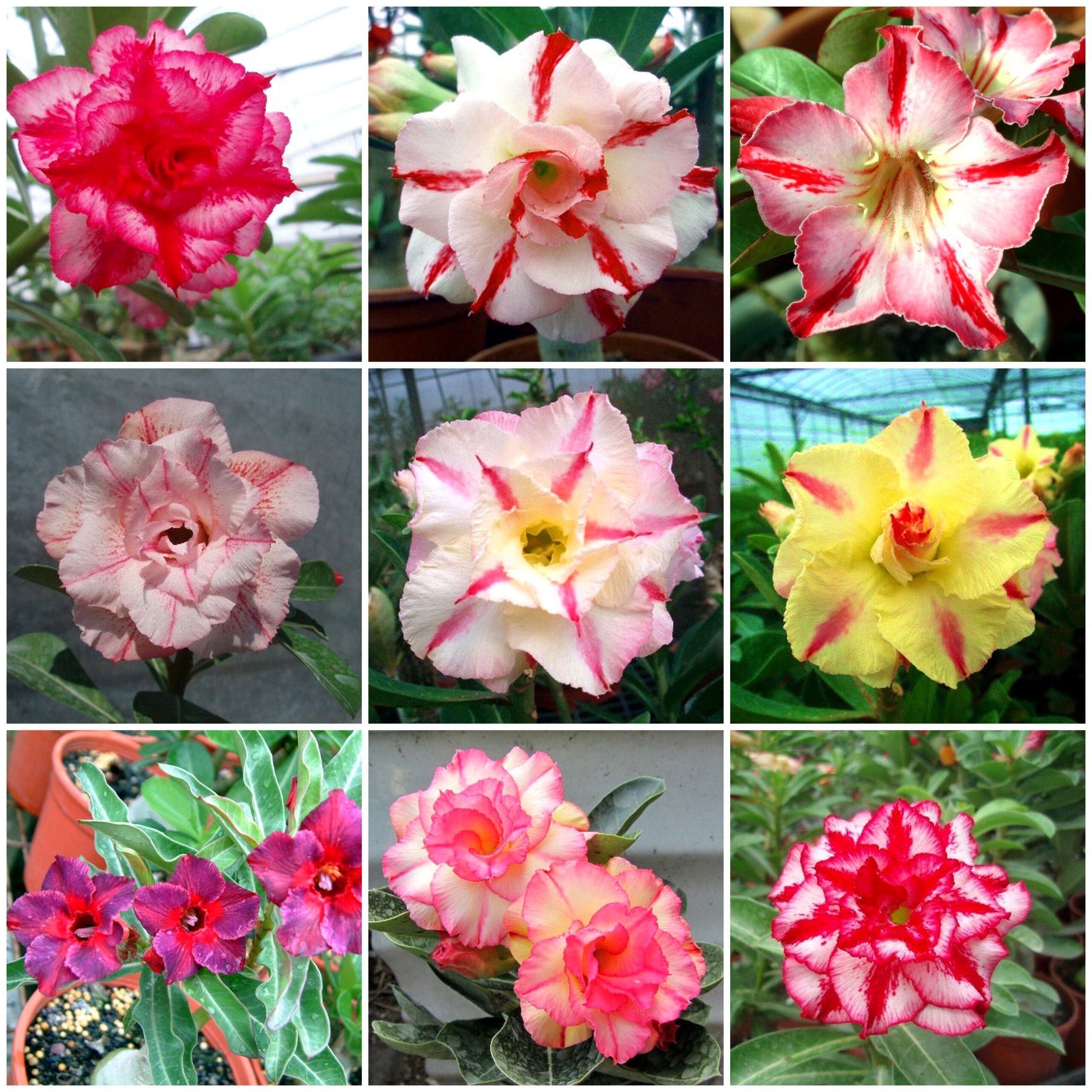 Adenium Obesum Desert Rose Bulb – Desert Rose Flower Bulb Plant Saplings for Garden Planting Set D, 1 Bulb Pack