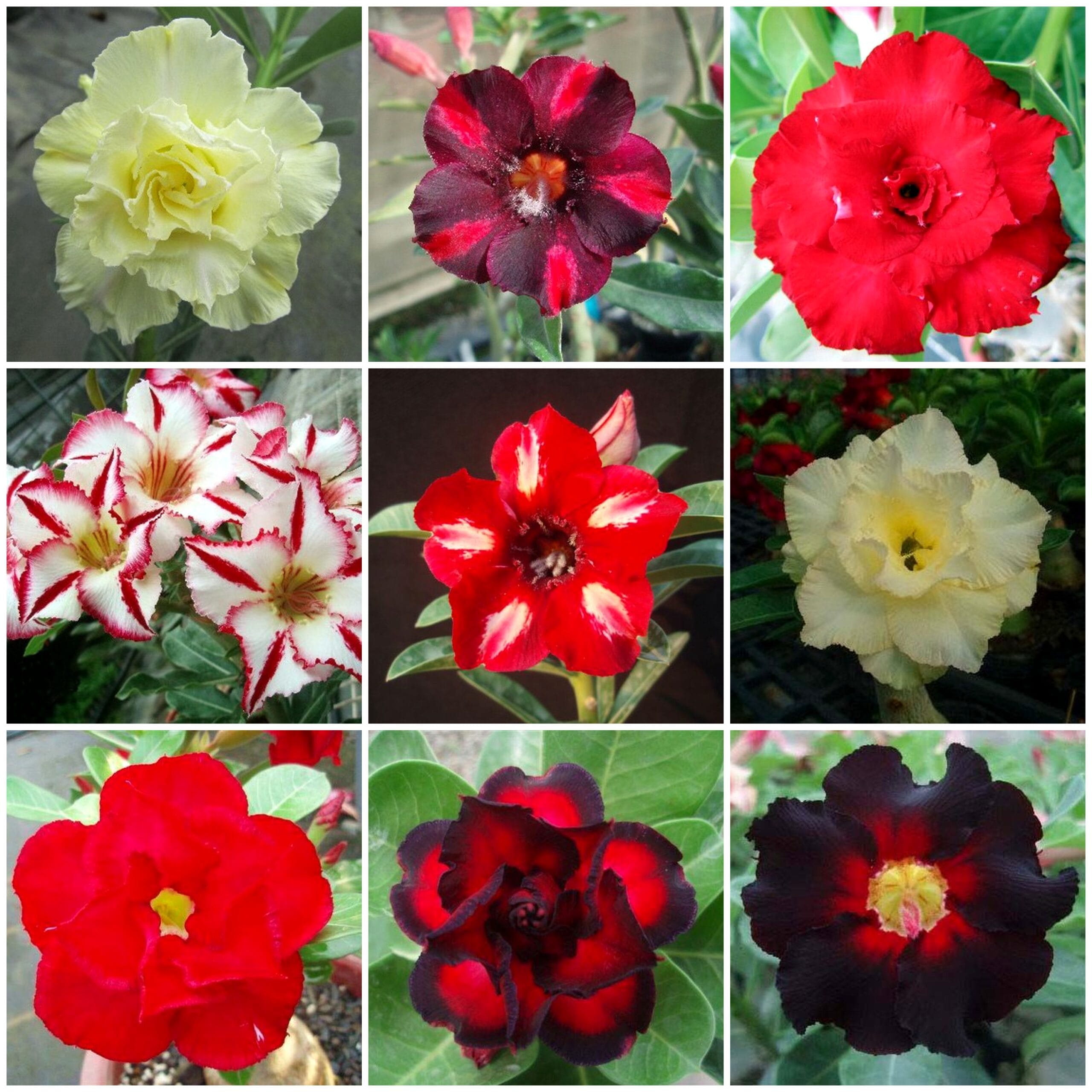 Adenium Obesum Desert Rose Bulb – Desert Rose Flower Bulb Plant Saplings for Garden Planting Set H, 1 Bulb Pack