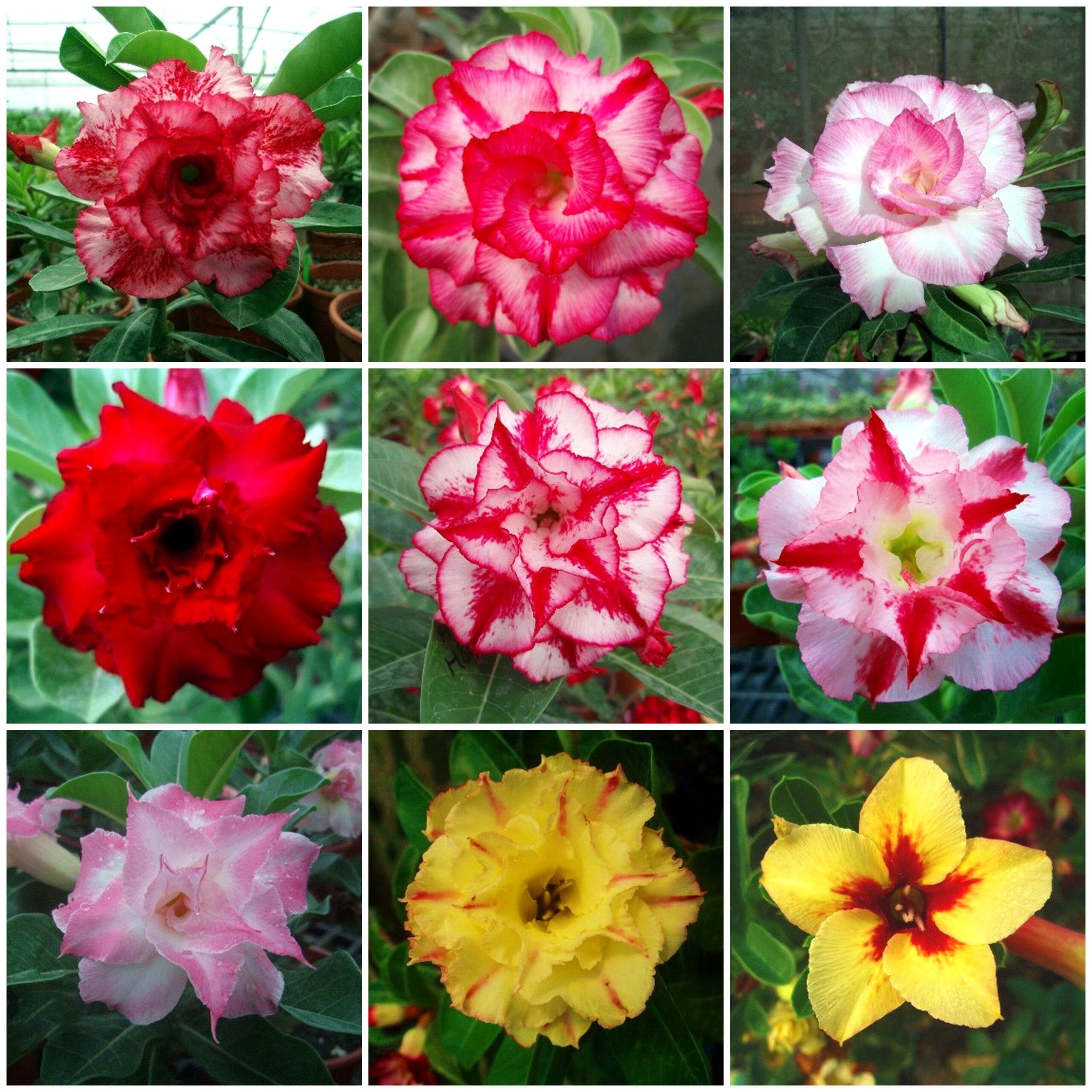 Adenium Obesum Desert Rose Bulb – Desert Rose Flower Bulb Plant Saplings for Garden Planting Set F, 1 Bulb Pack