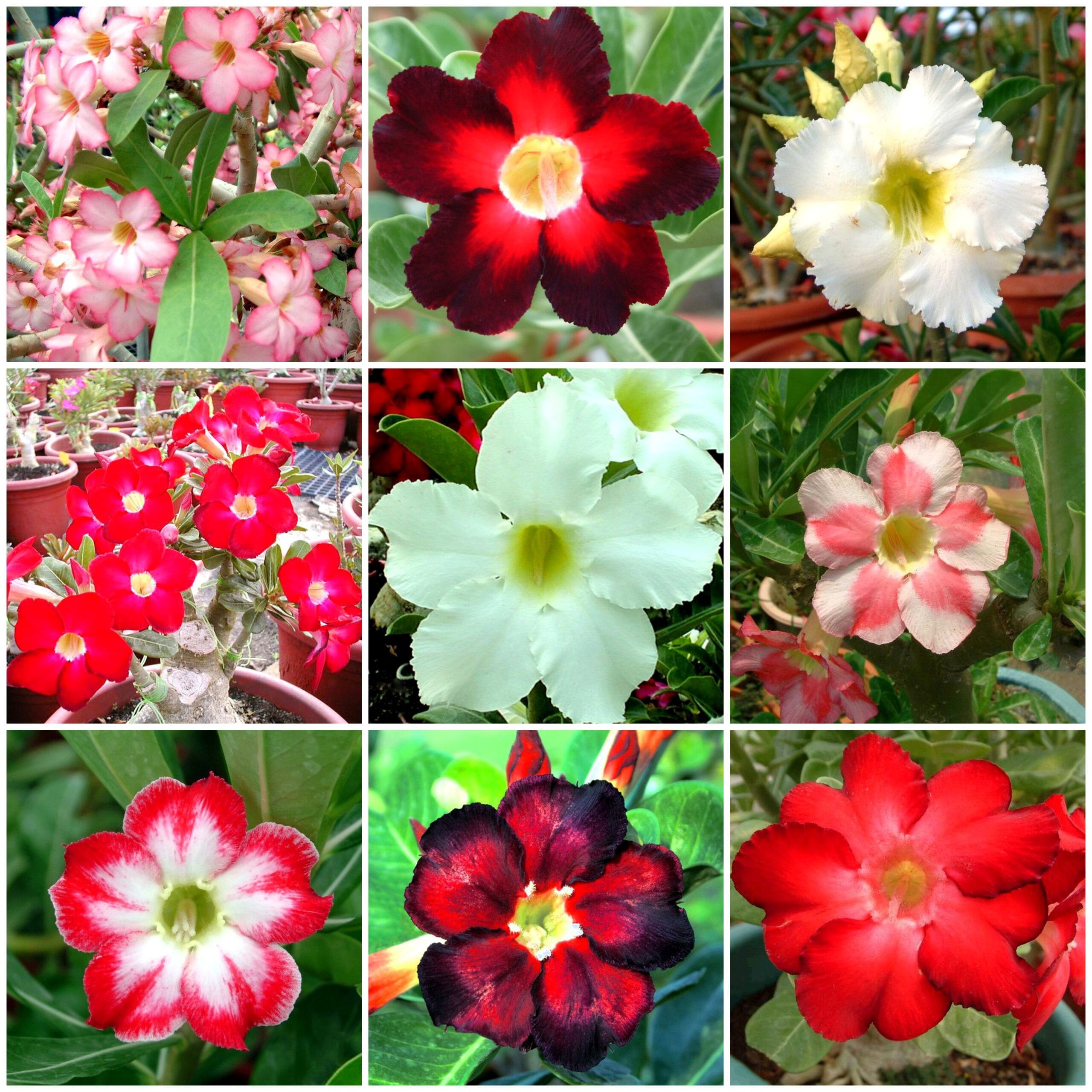 Adenium Obesum Desert Rose Bulb – Desert Rose Flower Bulb Plant Saplings for Garden Planting Set A, 1 Bulb Pack