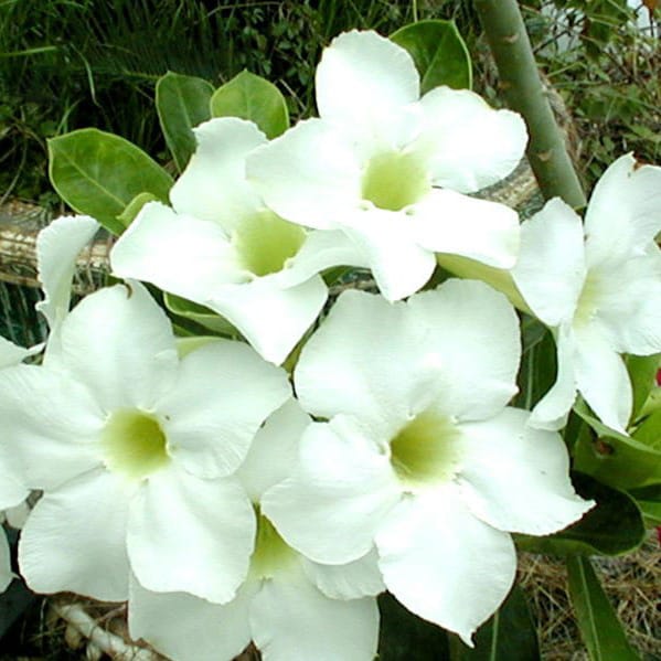 Adenium Obesum Desert Rose Bulb – Desert Rose Flower Bulb Plant Saplings for Garden Planting Set A, 1 Bulb Pack - Image 3