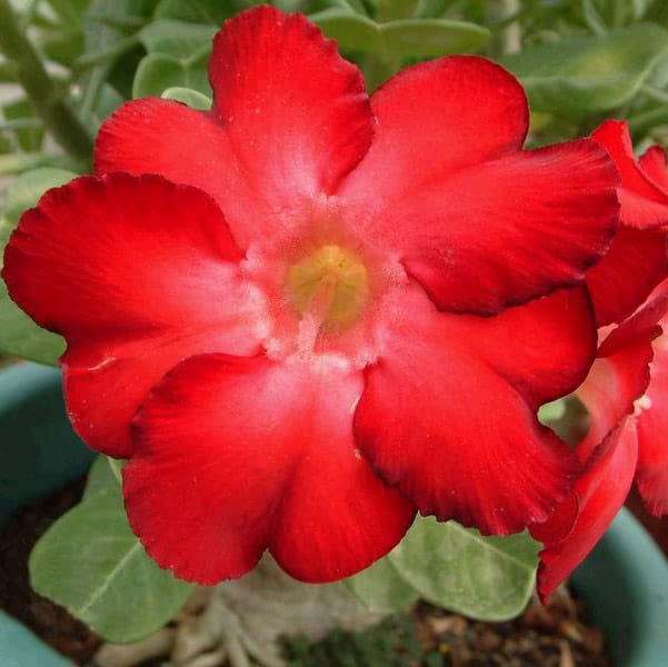 Adenium Obesum Desert Rose Bulb – Desert Rose Flower Bulb Plant Saplings for Garden Planting Set A, 1 Bulb Pack - Image 12