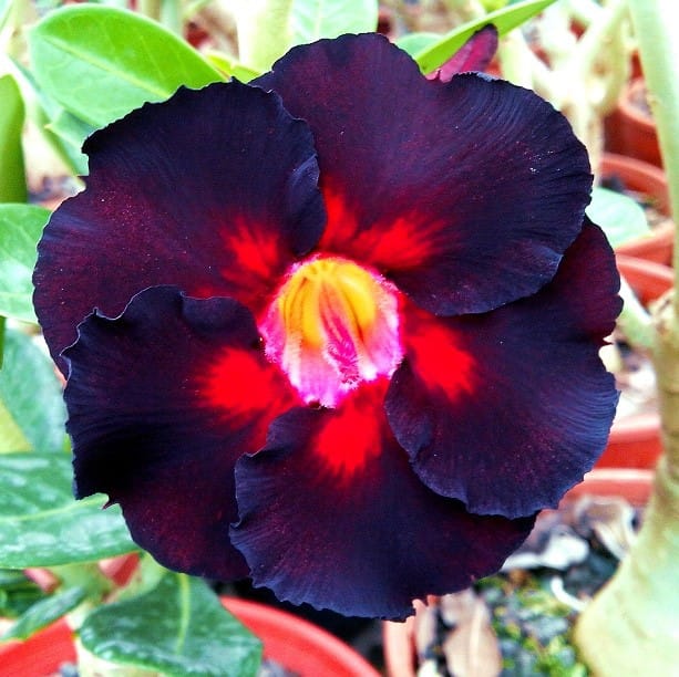 Adenium Obesum Desert Rose Bulb – Desert Rose Flower Bulb Plant Saplings for Garden Planting Set J, 1 Bulb Pack - Image 12