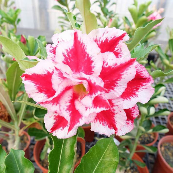 Adenium Obesum Desert Rose Bulb – Desert Rose Flower Bulb Plant Saplings for Garden Planting Set L, 1 Bulb Pack - Image 3