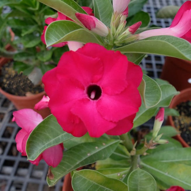 Adenium Obesum Desert Rose Bulb – Desert Rose Flower Bulb Plant Saplings for Garden Planting Set L, 1 Bulb Pack - Image 4
