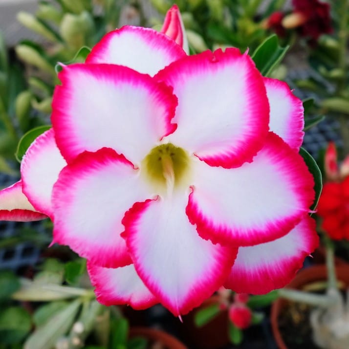 Adenium Obesum Desert Rose Bulb – Desert Rose Flower Bulb Plant Saplings for Garden Planting Set L, 1 Bulb Pack - Image 5
