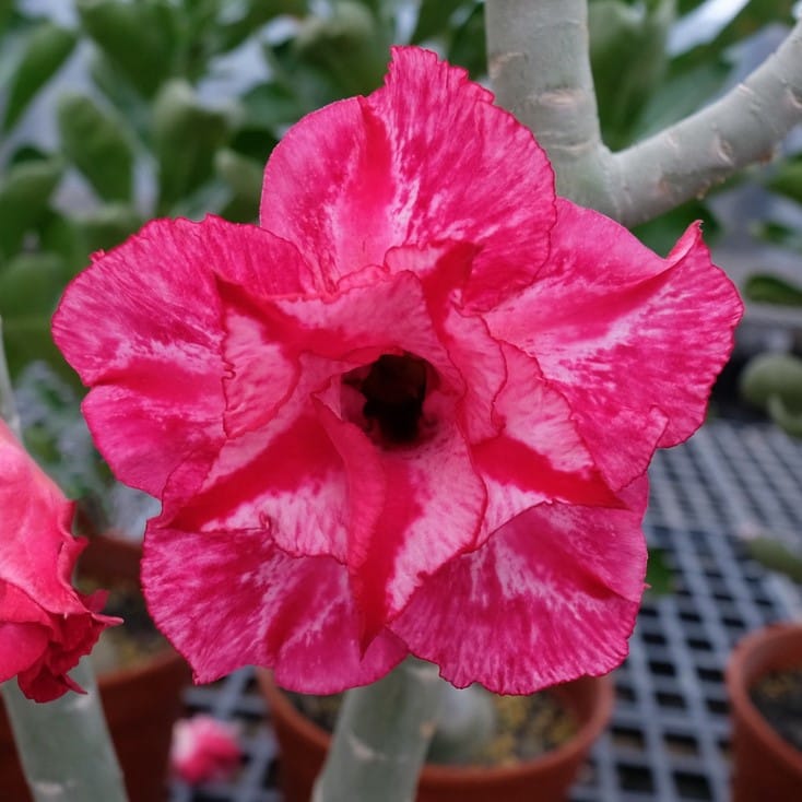 Adenium Obesum Desert Rose Bulb – Desert Rose Flower Bulb Plant Saplings for Garden Planting Set L, 1 Bulb Pack - Image 6