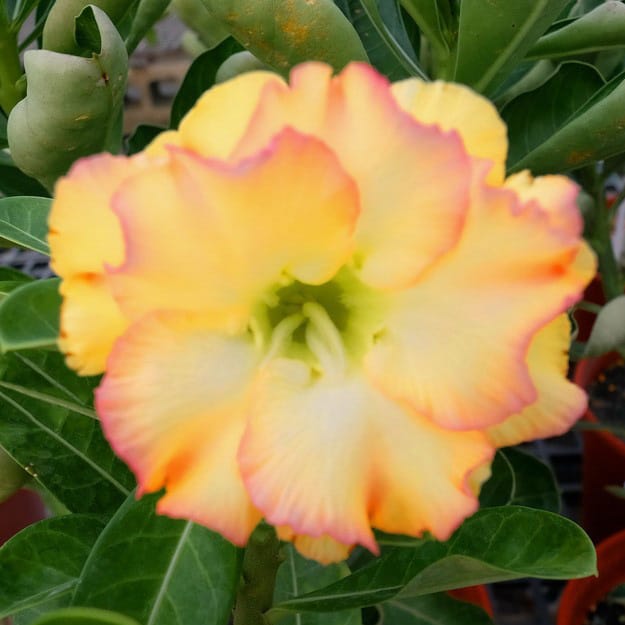 Adenium Obesum Desert Rose Bulb – Desert Rose Flower Bulb Plant Saplings for Garden Planting Set L, 1 Bulb Pack - Image 7