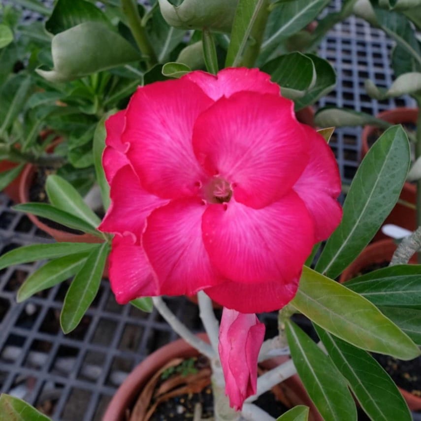 Adenium Obesum Desert Rose Bulb – Desert Rose Flower Bulb Plant Saplings for Garden Planting Set L, 1 Bulb Pack - Image 8