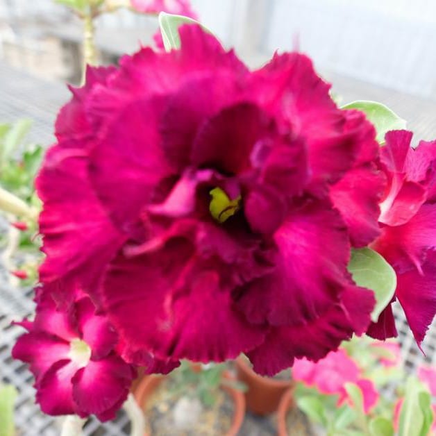 Adenium Obesum Desert Rose Bulb – Desert Rose Flower Bulb Plant Saplings for Garden Planting Set L, 1 Bulb Pack - Image 9