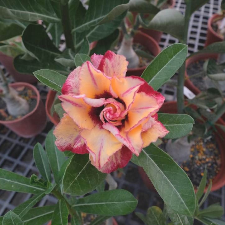 Adenium Obesum Desert Rose Bulb – Desert Rose Flower Bulb Plant Saplings for Garden Planting Set L, 1 Bulb Pack - Image 10