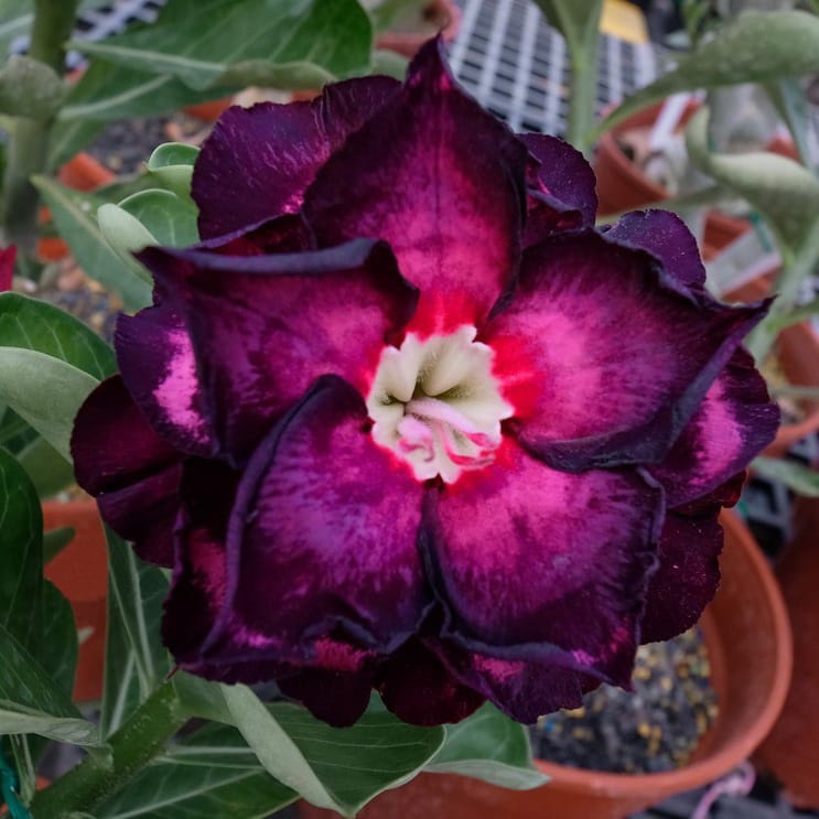Adenium Obesum Desert Rose Bulb – Desert Rose Flower Bulb Plant Saplings for Garden Planting Set L, 1 Bulb Pack - Image 11