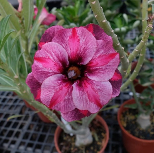 Adenium Obesum Desert Rose Bulb – Desert Rose Flower Bulb Plant Saplings for Garden Planting Set L, 1 Bulb Pack - Image 12