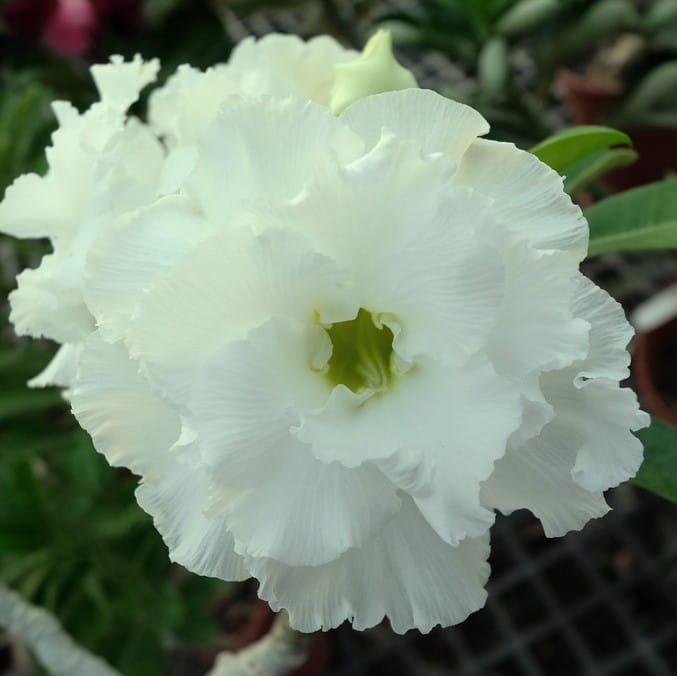 Adenium Obesum Desert Rose Bulb – Desert Rose Flower Bulb Plant Saplings for Garden Planting Set M, 1 Bulb Pack - Image 3