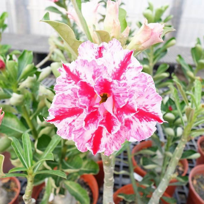 Adenium Obesum Desert Rose Bulb – Desert Rose Flower Bulb Plant Saplings for Garden Planting Set M, 1 Bulb Pack - Image 4