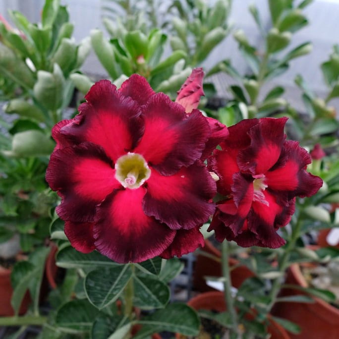 Adenium Obesum Desert Rose Bulb – Desert Rose Flower Bulb Plant Saplings for Garden Planting Set M, 1 Bulb Pack - Image 5