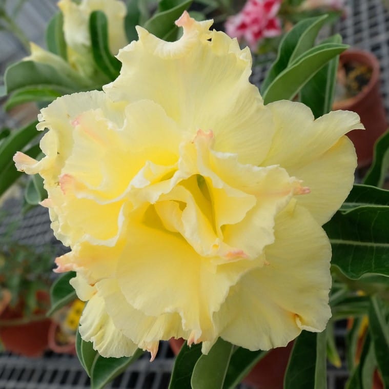 Adenium Obesum Desert Rose Bulb – Desert Rose Flower Bulb Plant Saplings for Garden Planting Set M, 1 Bulb Pack - Image 6