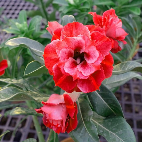 Adenium Obesum Desert Rose Bulb – Desert Rose Flower Bulb Plant Saplings for Garden Planting Set M, 1 Bulb Pack - Image 7