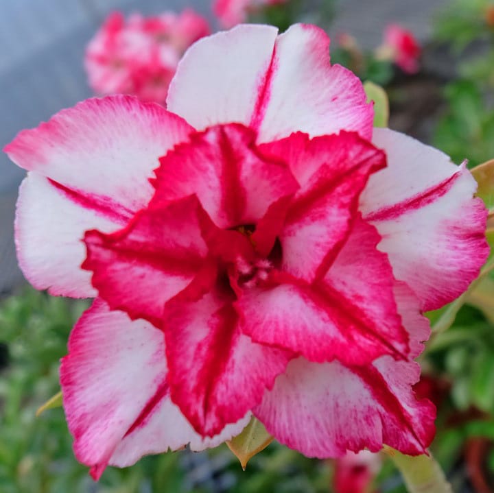 Adenium Obesum Desert Rose Bulb – Desert Rose Flower Bulb Plant Saplings for Garden Planting Set M, 1 Bulb Pack - Image 8