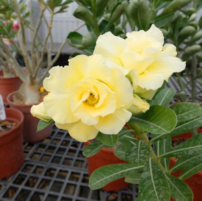 Adenium Obesum Desert Rose Bulb – Desert Rose Flower Bulb Plant Saplings for Garden Planting Set M, 1 Bulb Pack - Image 9