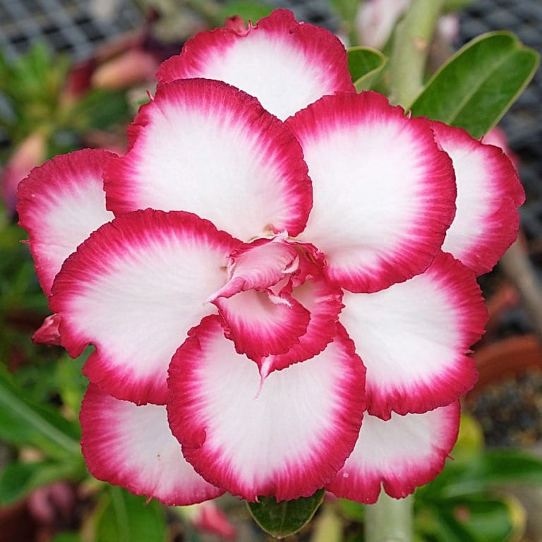 Adenium Obesum Desert Rose Bulb – Desert Rose Flower Bulb Plant Saplings for Garden Planting Set M, 1 Bulb Pack - Image 10