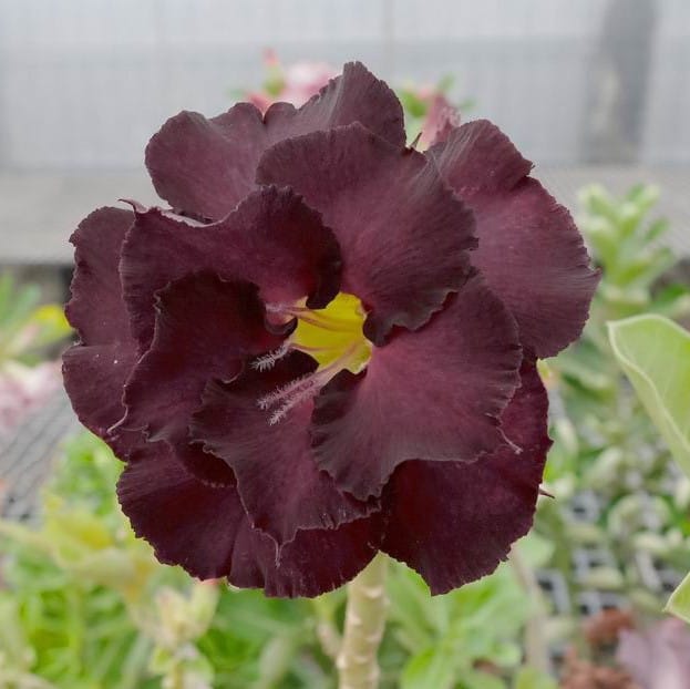 Adenium Obesum Desert Rose Bulb – Desert Rose Flower Bulb Plant Saplings for Garden Planting Set M, 1 Bulb Pack - Image 11