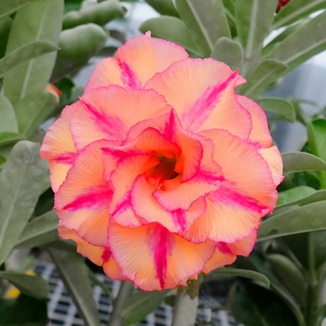 Adenium Obesum Desert Rose Bulb – Desert Rose Flower Bulb Plant Saplings for Garden Planting Set M, 1 Bulb Pack - Image 12