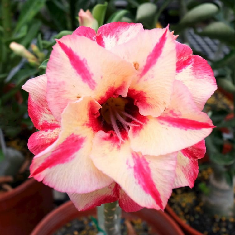 Adenium Obesum Desert Rose Bulb – Desert Rose Flower Bulb Plant Saplings for Garden Planting Set N, 1 Bulb Pack - Image 7