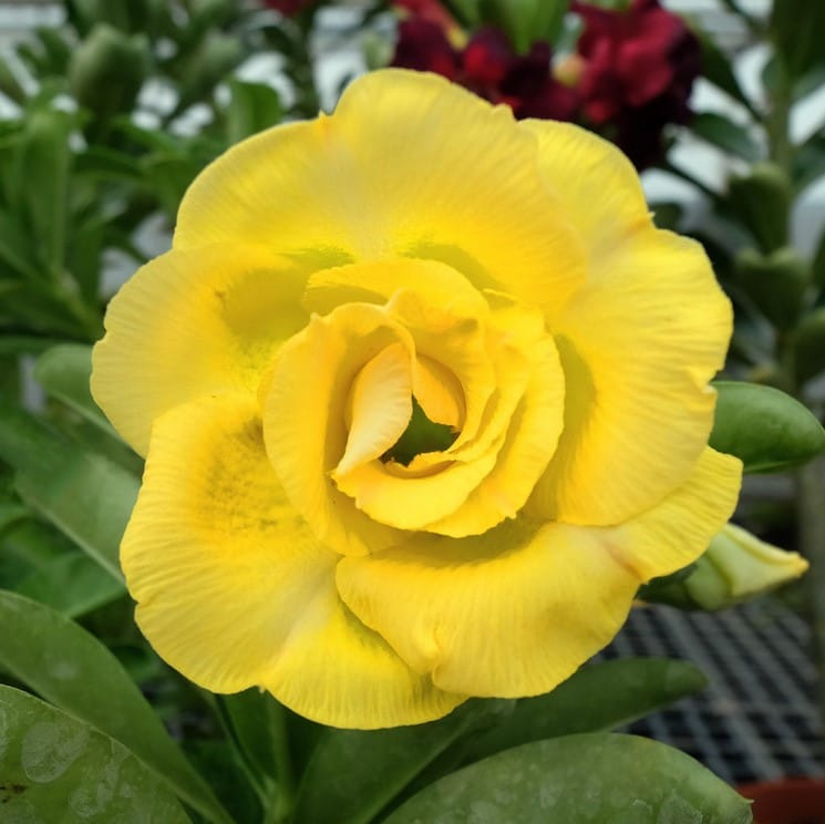 Adenium Obesum Desert Rose Bulb – Desert Rose Flower Bulb Plant Saplings for Garden Planting Set N, 1 Bulb Pack - Image 12