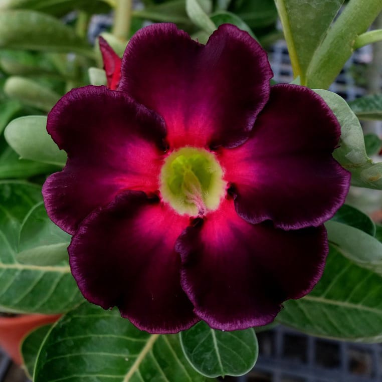 Adenium Obesum Desert Rose Bulb – Desert Rose Flower Bulb Plant Saplings for Garden Planting Set O, 1 Bulb Pack - Image 3