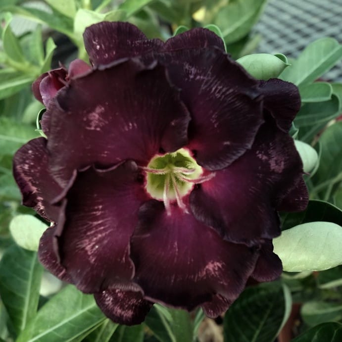Adenium Obesum Desert Rose Bulb – Desert Rose Flower Bulb Plant Saplings for Garden Planting Set O, 1 Bulb Pack - Image 4
