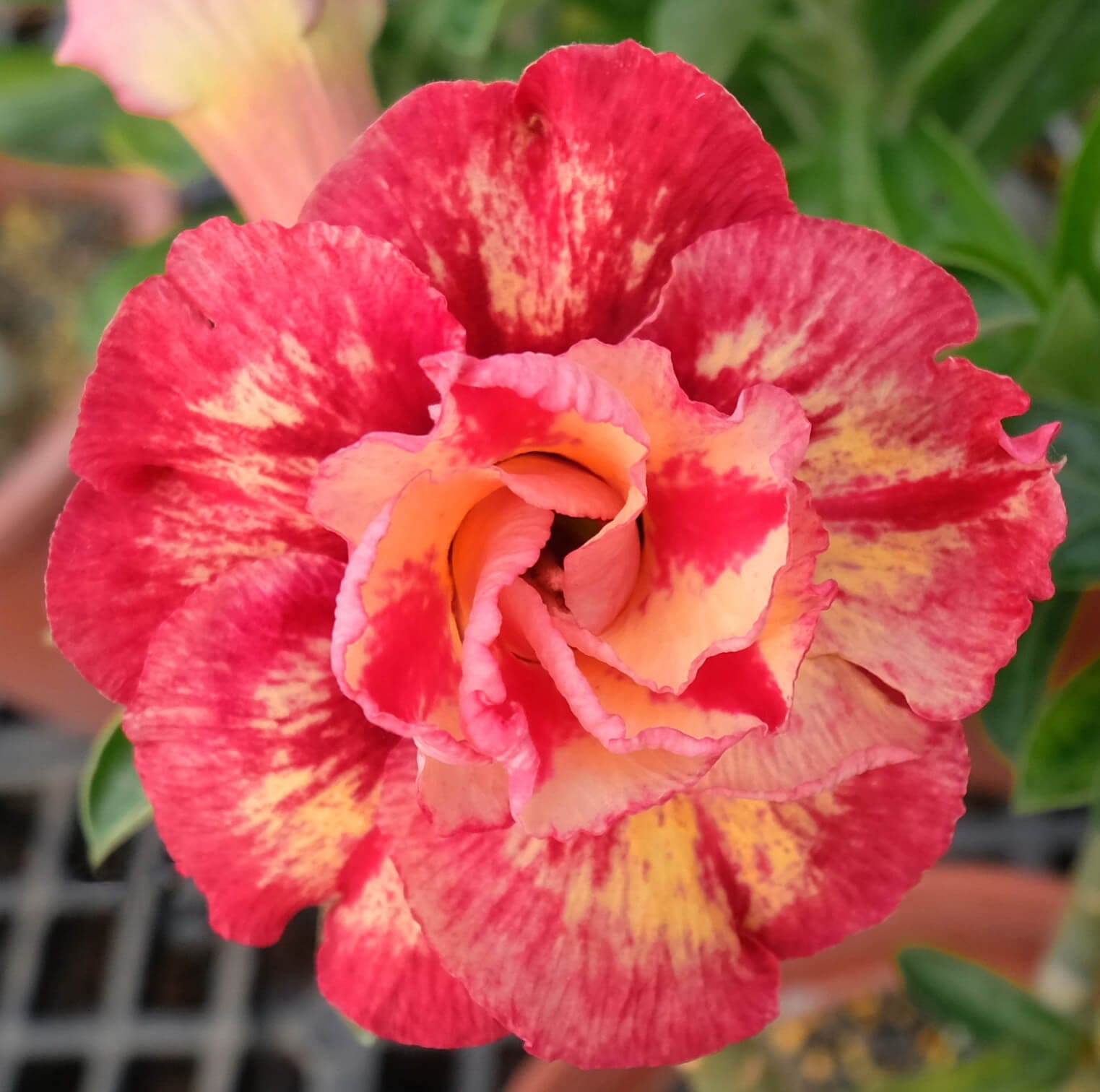 Adenium Obesum Desert Rose Bulb – Desert Rose Flower Bulb Plant Saplings for Garden Planting Set O, 1 Bulb Pack - Image 5