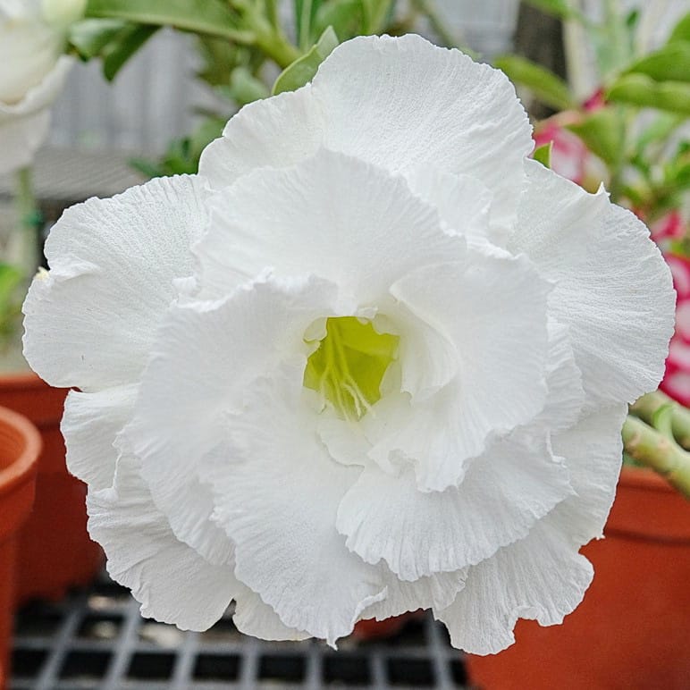 Adenium Obesum Desert Rose Bulb – Desert Rose Flower Bulb Plant Saplings for Garden Planting Set O, 1 Bulb Pack - Image 6
