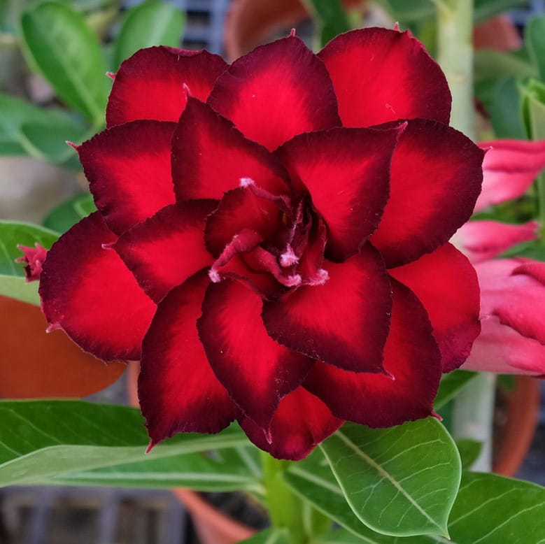Adenium Obesum Desert Rose Bulb – Desert Rose Flower Bulb Plant Saplings for Garden Planting Set O, 1 Bulb Pack - Image 7