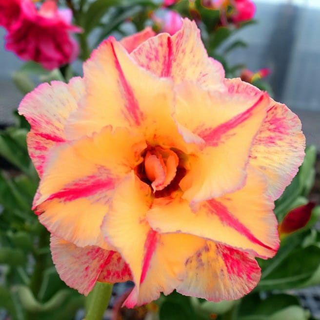 Adenium Obesum Desert Rose Bulb – Desert Rose Flower Bulb Plant Saplings for Garden Planting Set O, 1 Bulb Pack - Image 8