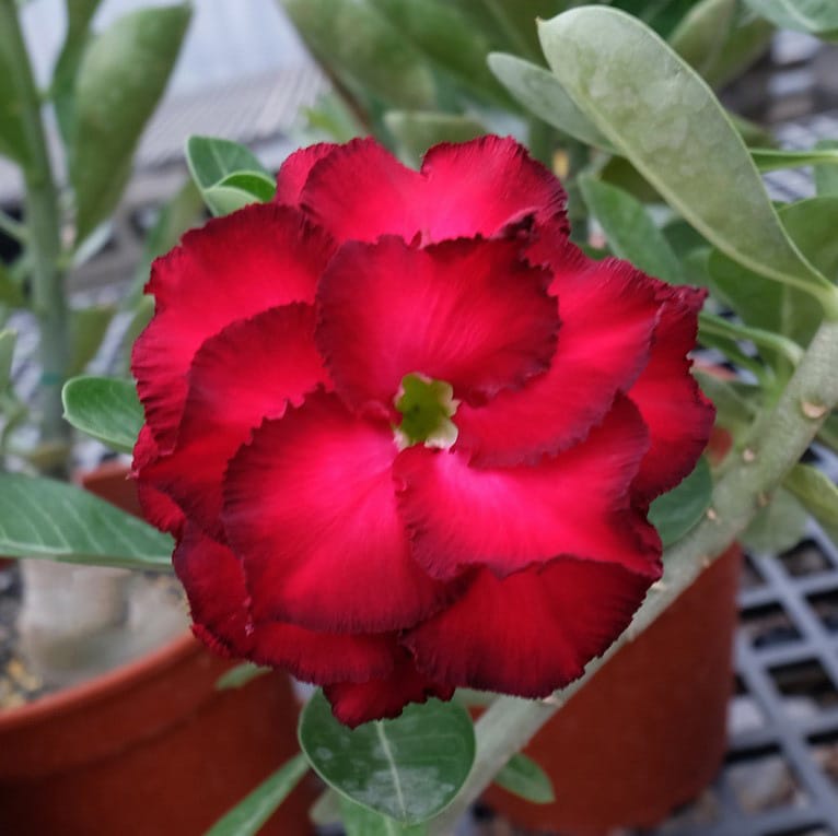 Adenium Obesum Desert Rose Bulb – Desert Rose Flower Bulb Plant Saplings for Garden Planting Set O, 1 Bulb Pack - Image 9