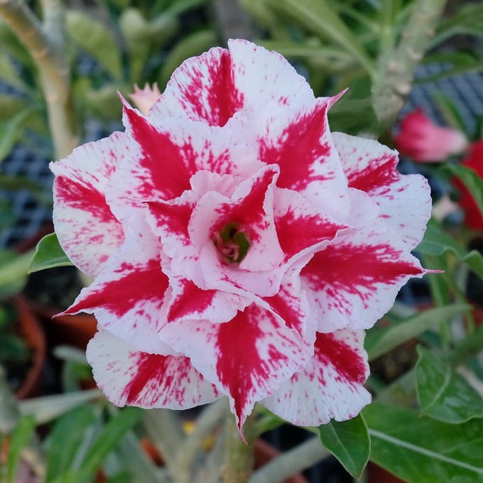 Adenium Obesum Desert Rose Bulb – Desert Rose Flower Bulb Plant Saplings for Garden Planting Set O, 1 Bulb Pack - Image 10