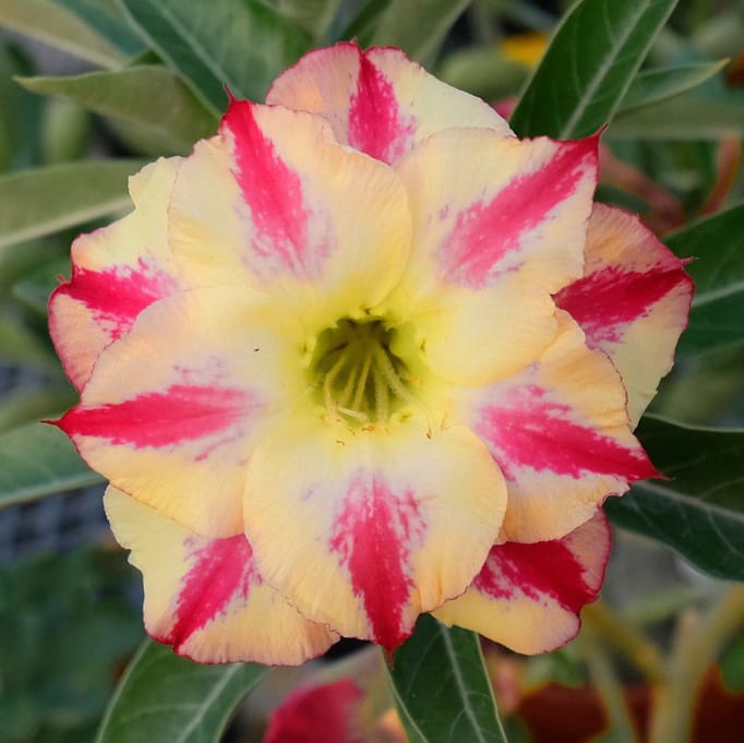 Adenium Obesum Desert Rose Bulb – Desert Rose Flower Bulb Plant Saplings for Garden Planting Set O, 1 Bulb Pack - Image 11