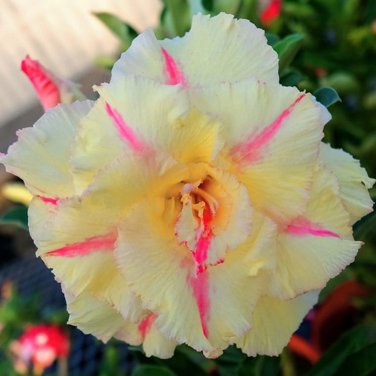 Adenium Obesum Desert Rose Bulb – Desert Rose Flower Bulb Plant Saplings for Garden Planting Set O, 1 Bulb Pack - Image 12