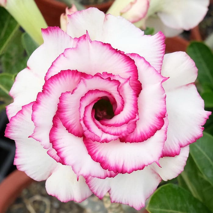 Adenium Obesum Desert Rose Bulb – Desert Rose Flower Bulb Plant Saplings for Garden Planting Set P, 1 Bulb Pack - Image 4
