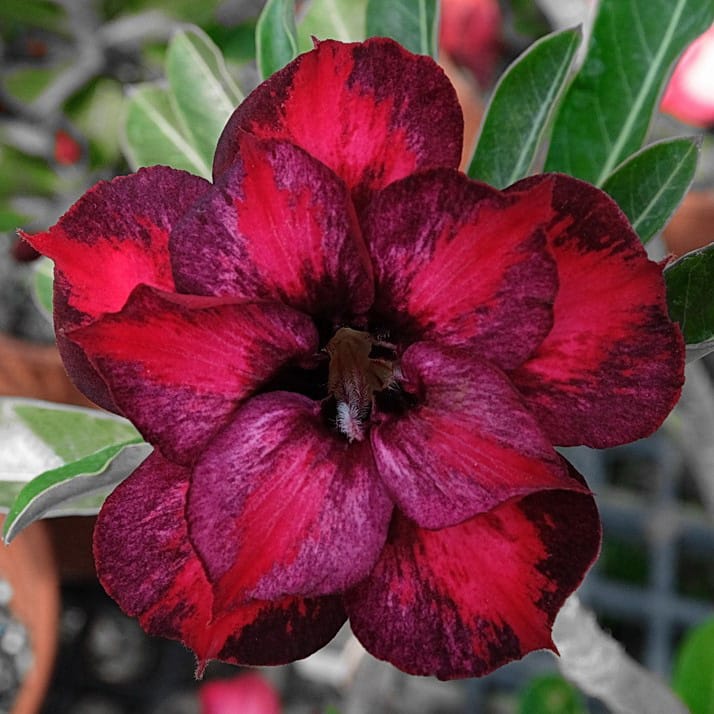 Adenium Obesum Desert Rose Bulb – Desert Rose Flower Bulb Plant Saplings for Garden Planting Set P, 1 Bulb Pack - Image 5