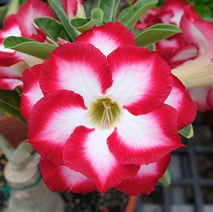 Adenium Obesum Desert Rose Bulb – Desert Rose Flower Bulb Plant Saplings for Garden Planting Set P, 1 Bulb Pack - Image 6