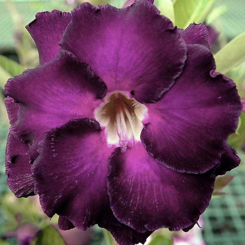 Adenium Obesum Desert Rose Bulb – Desert Rose Flower Bulb Plant Saplings for Garden Planting Set P, 1 Bulb Pack - Image 7