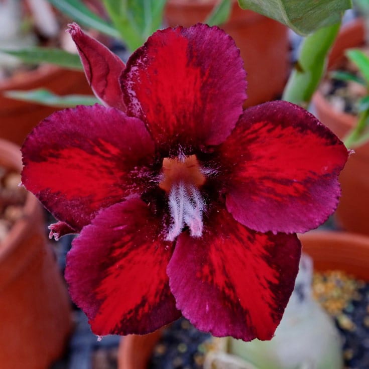 Adenium Obesum Desert Rose Bulb – Desert Rose Flower Bulb Plant Saplings for Garden Planting Set P, 1 Bulb Pack - Image 9