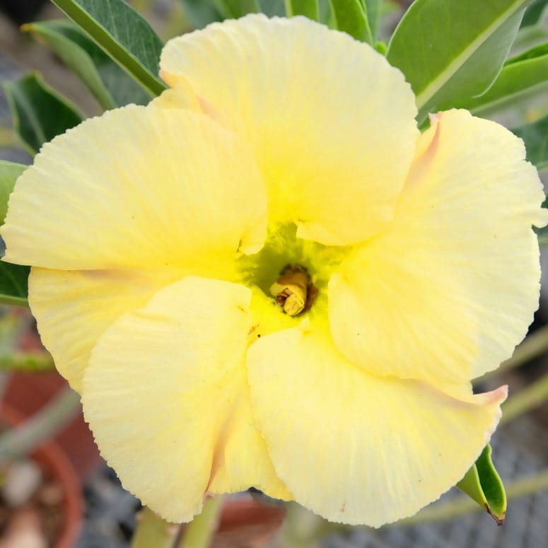 Adenium Obesum Desert Rose Bulb – Desert Rose Flower Bulb Plant Saplings for Garden Planting Set P, 1 Bulb Pack - Image 8