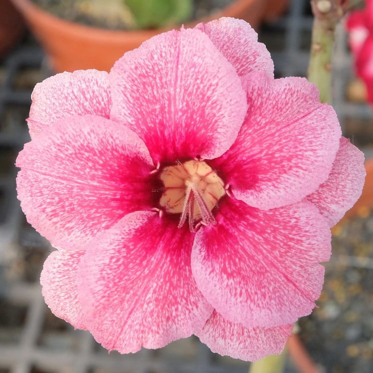 Adenium Obesum Desert Rose Bulb – Desert Rose Flower Bulb Plant Saplings for Garden Planting Set P, 1 Bulb Pack - Image 10