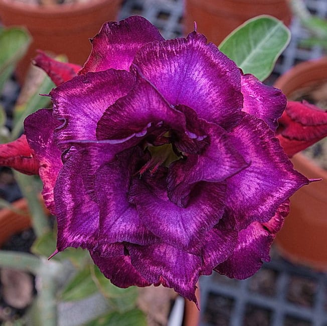 Adenium Obesum Desert Rose Bulb – Desert Rose Flower Bulb Plant Saplings for Garden Planting Set P, 1 Bulb Pack - Image 11