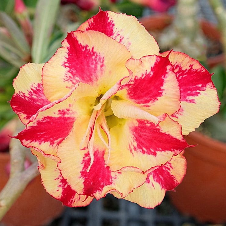 Adenium Obesum Desert Rose Bulb – Desert Rose Flower Bulb Plant Saplings for Garden Planting Set P, 1 Bulb Pack - Image 12